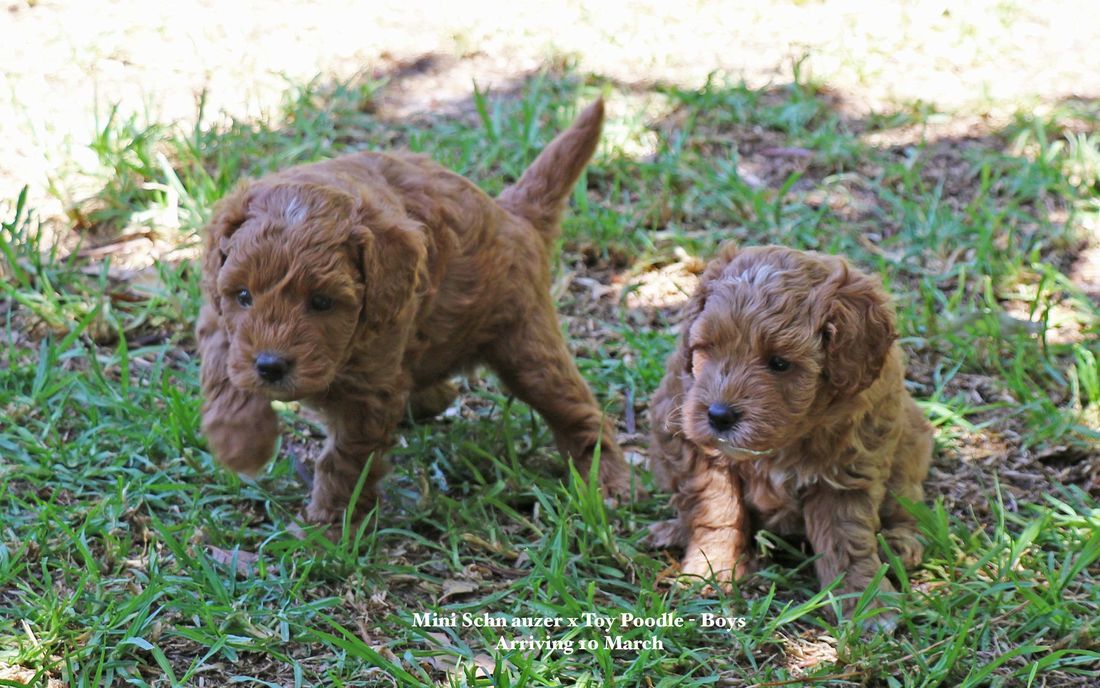 mount lawley pets and puppies