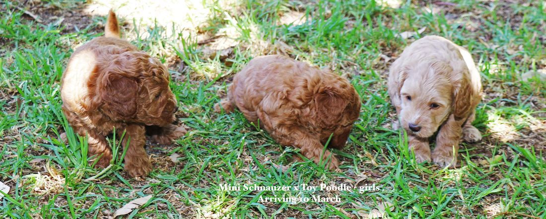 mount lawley pets and puppies