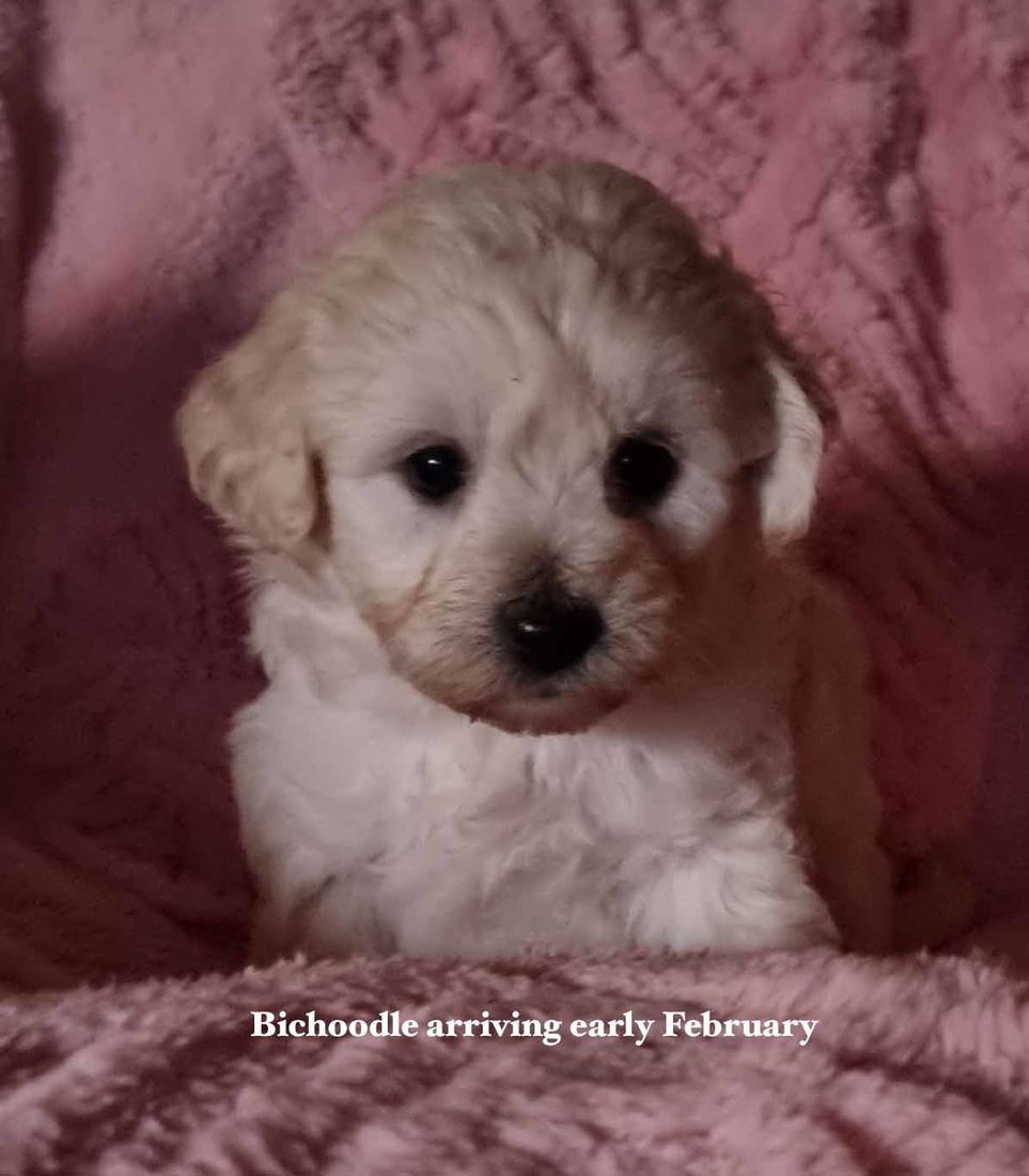 mount lawley pets and puppies