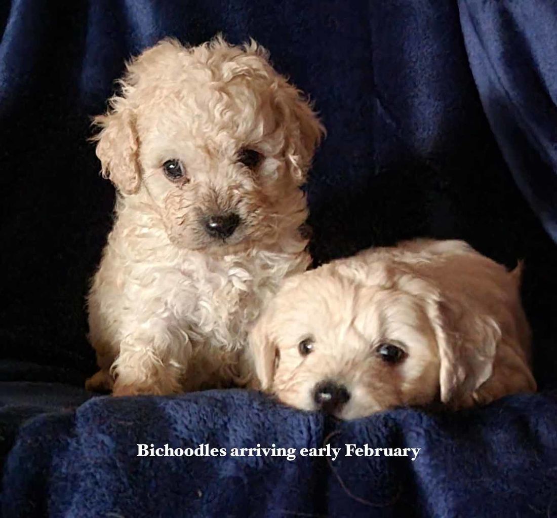 mount lawley pets and puppies