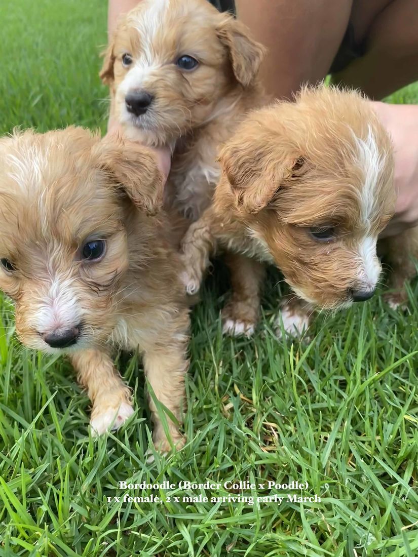 mount lawley pets and puppies