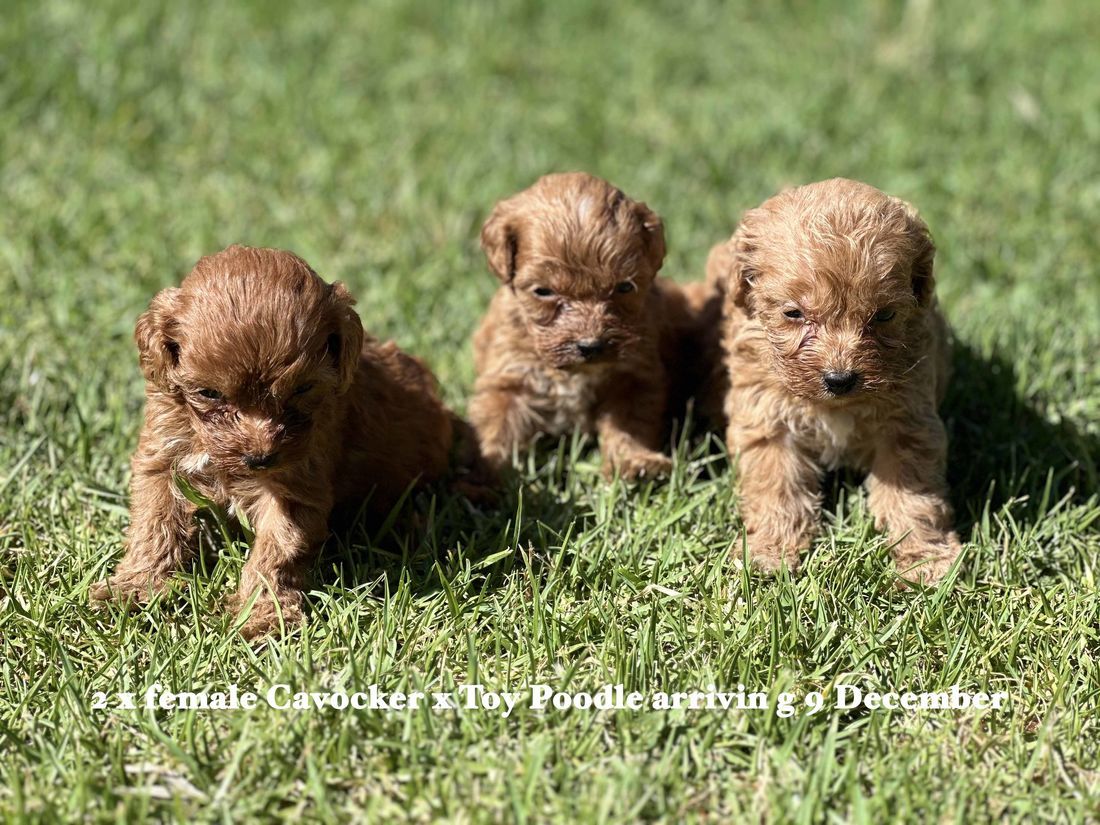 mount lawley pets and puppies