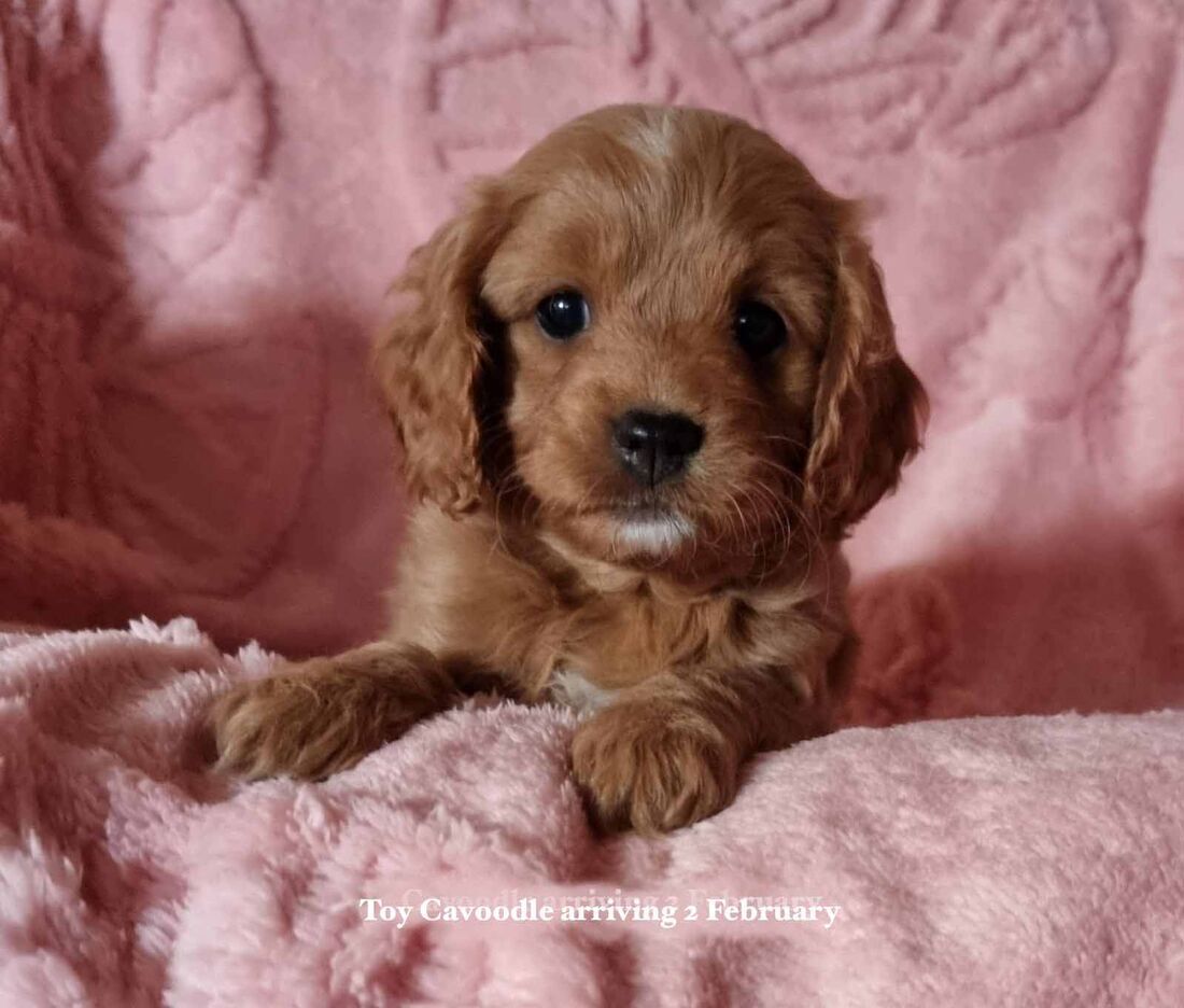 mount lawley pets and puppies