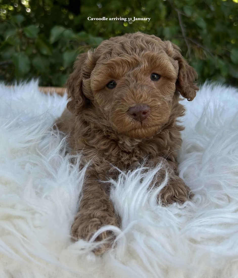 mount lawley pets and puppies