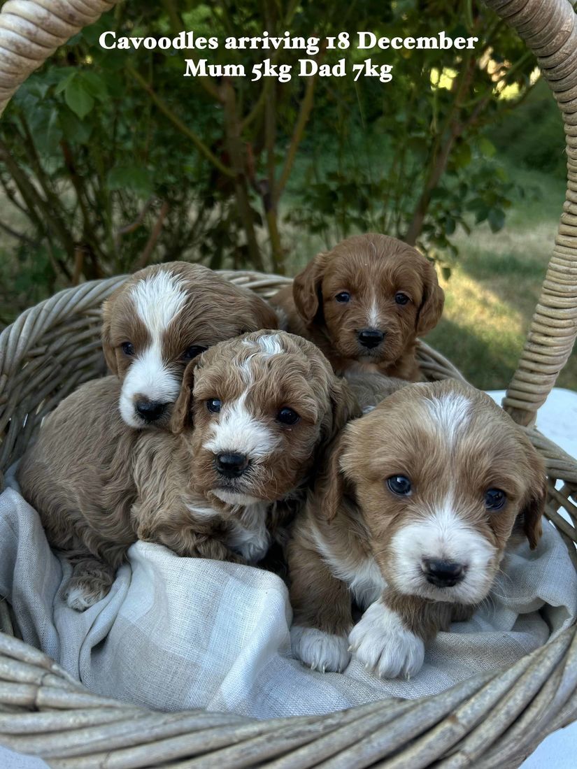 mount lawley pets and puppies