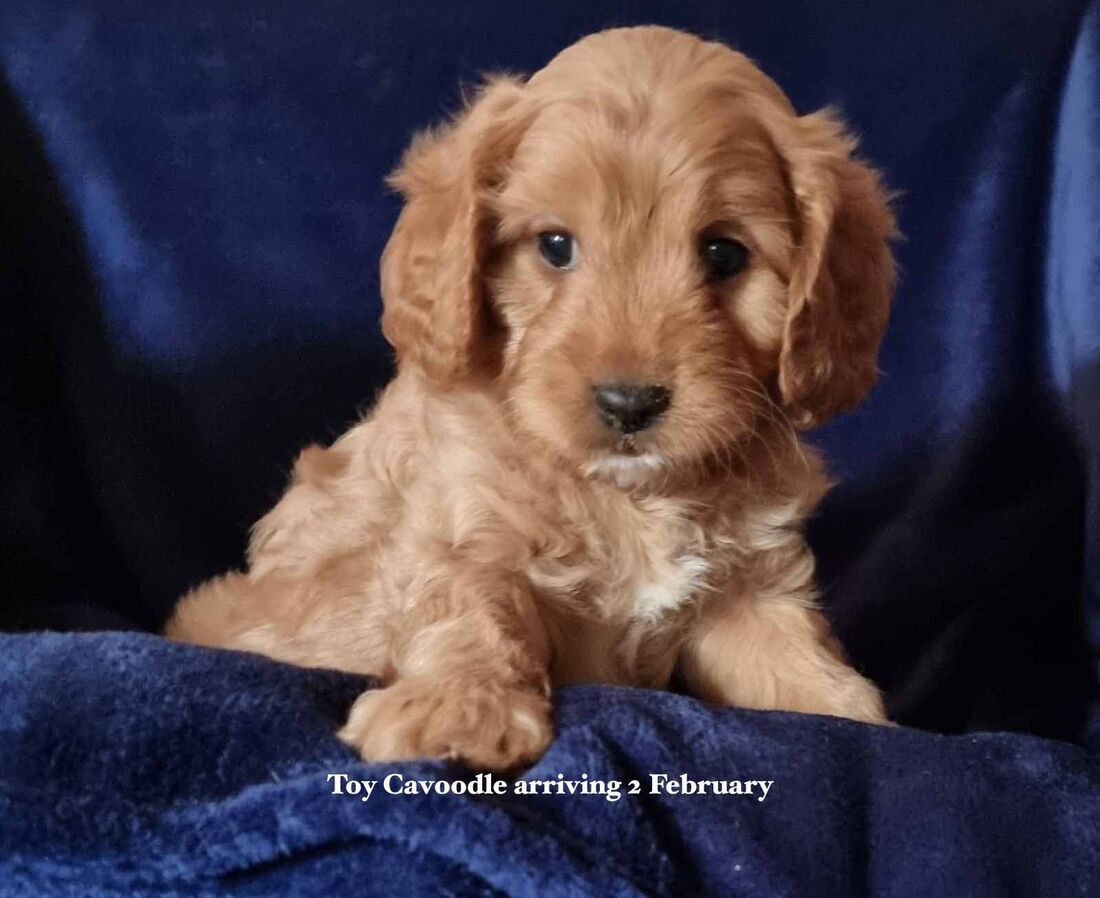 mount lawley pets and puppies