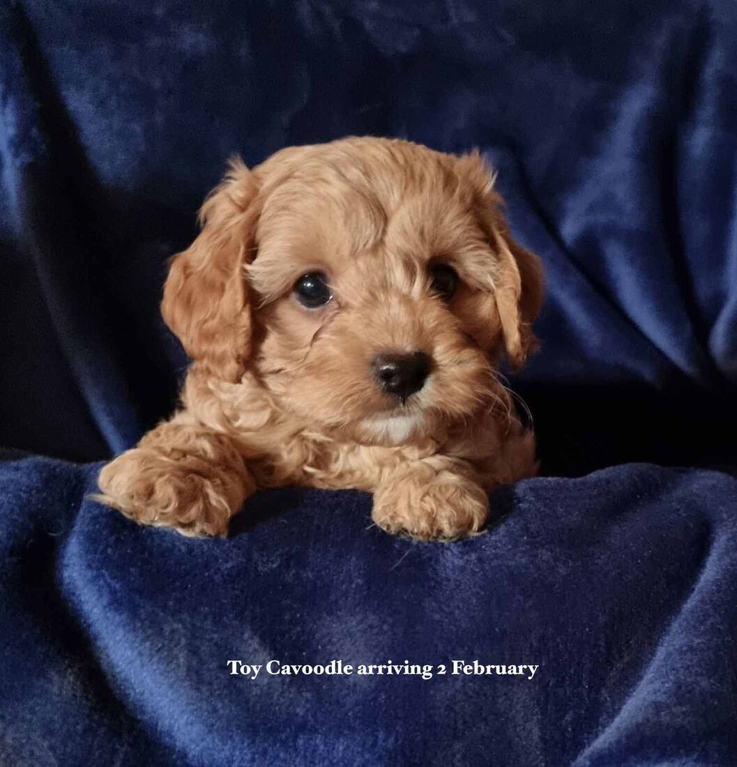 mount lawley pets and puppies