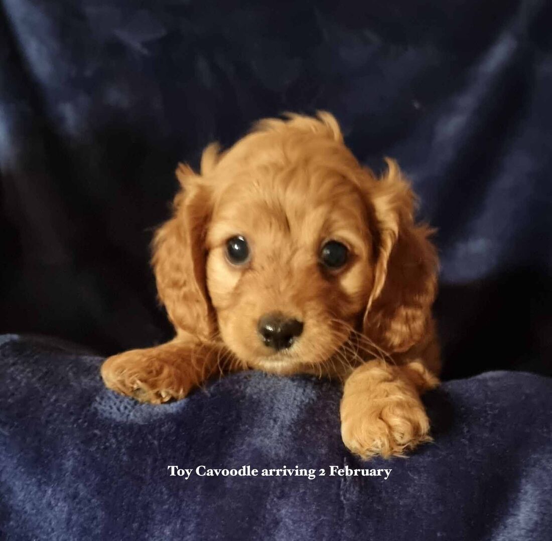 mount lawley pets and puppies