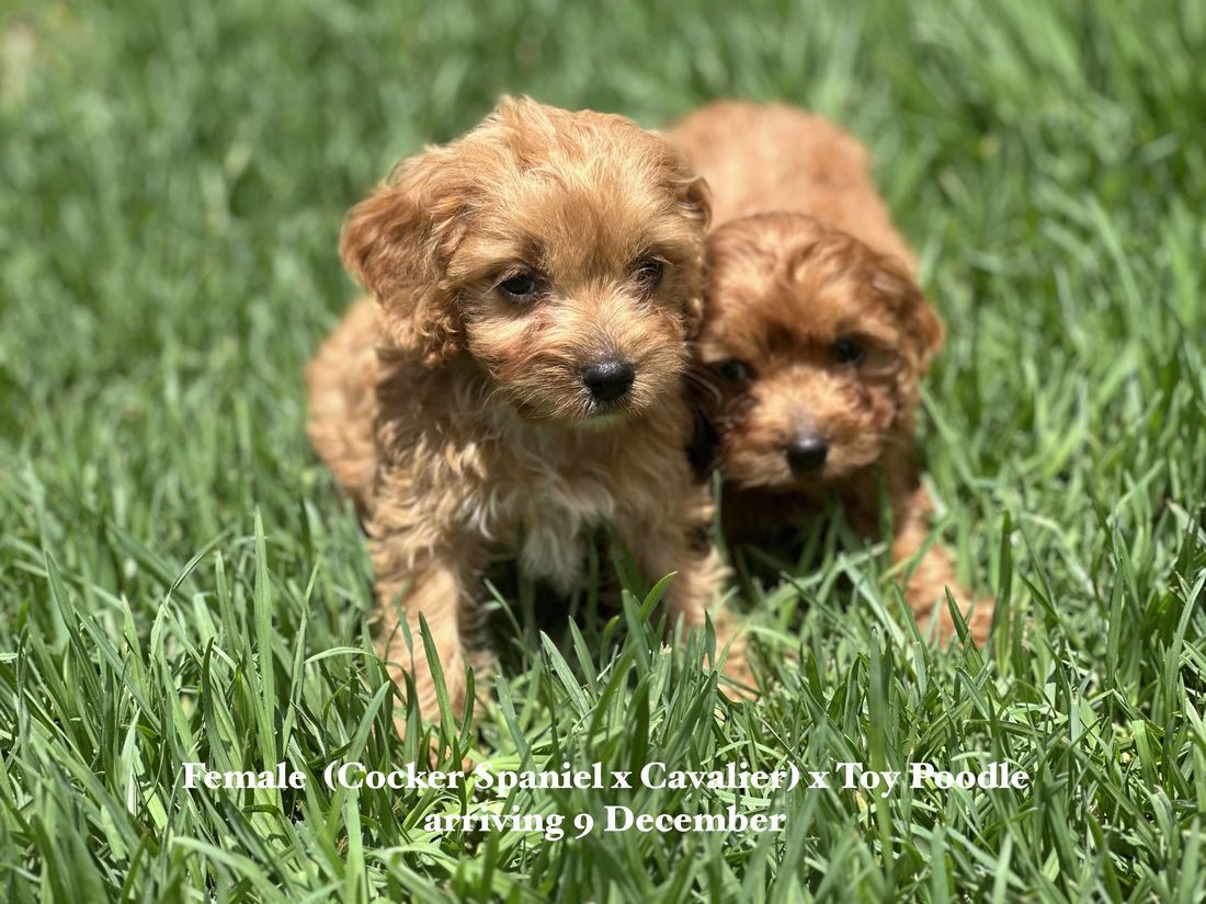 mount lawley pets and puppies