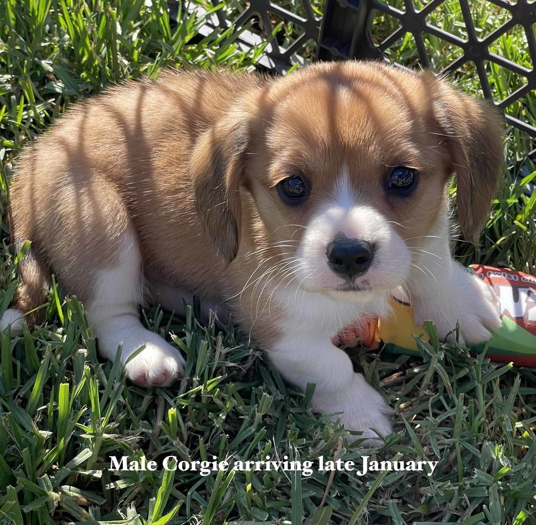 mount lawley pets and puppies