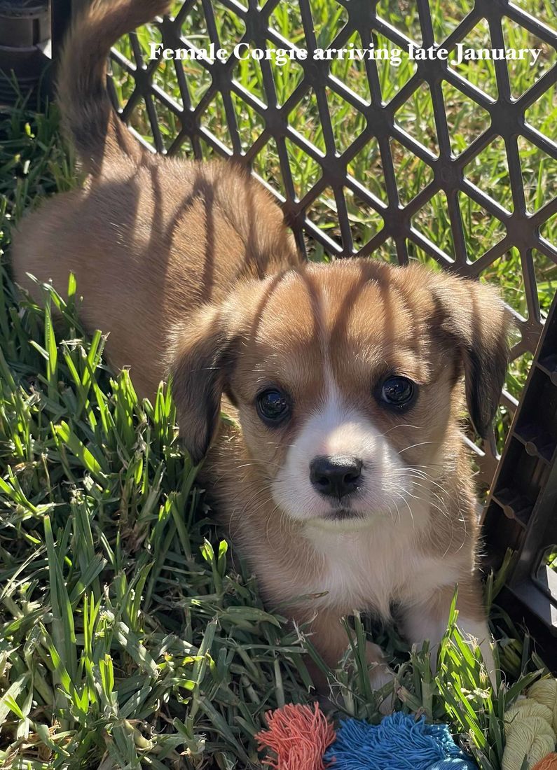 mount lawley pets and puppies