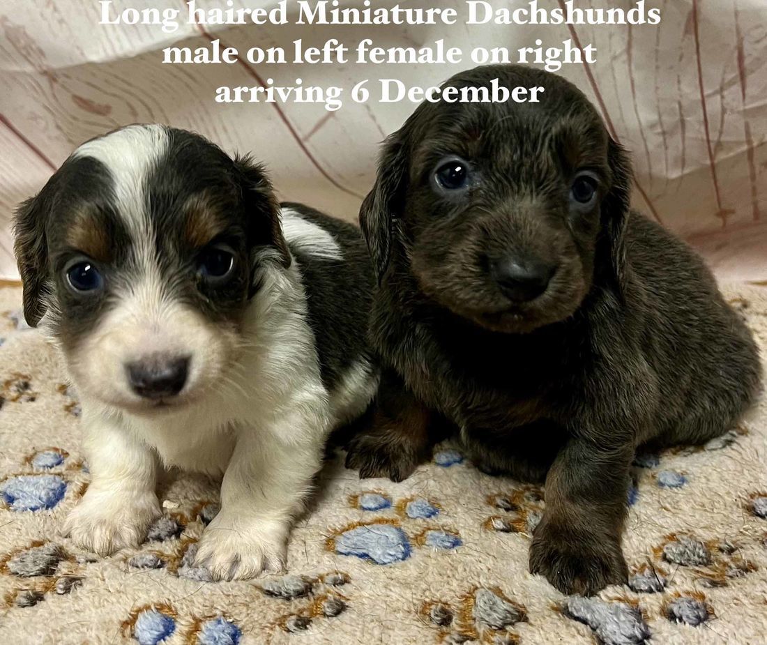 mount lawley pets and puppies