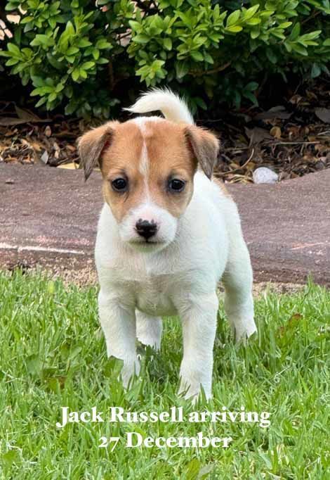 mount lawley pets and puppies