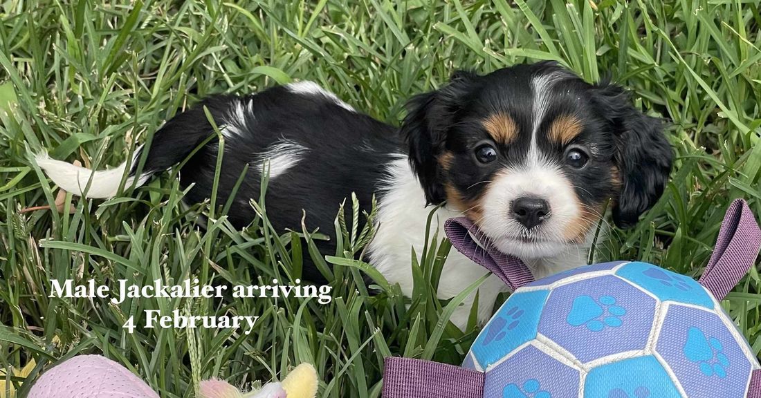 mount lawley pets and puppies