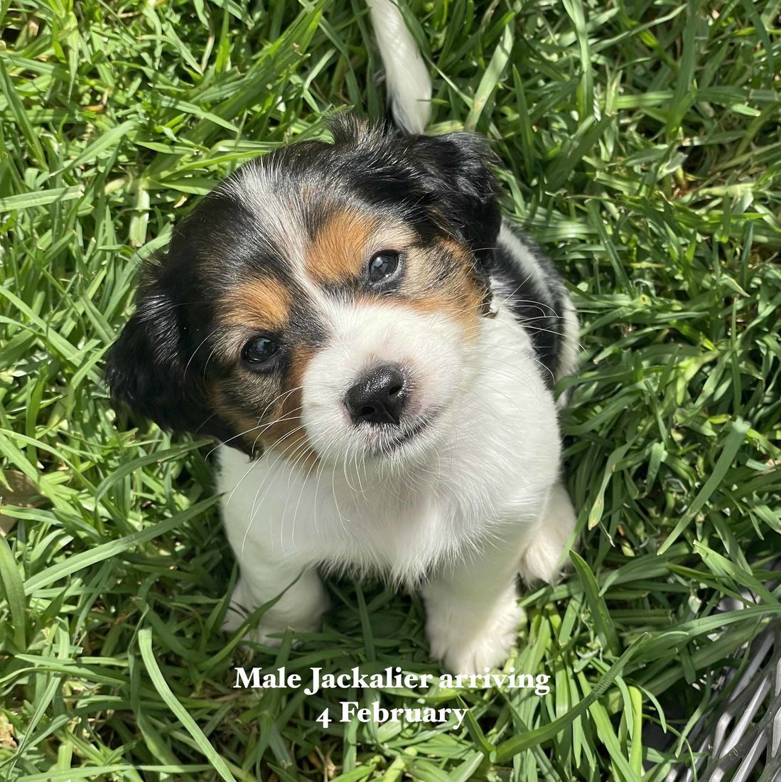 mount lawley pets and puppies