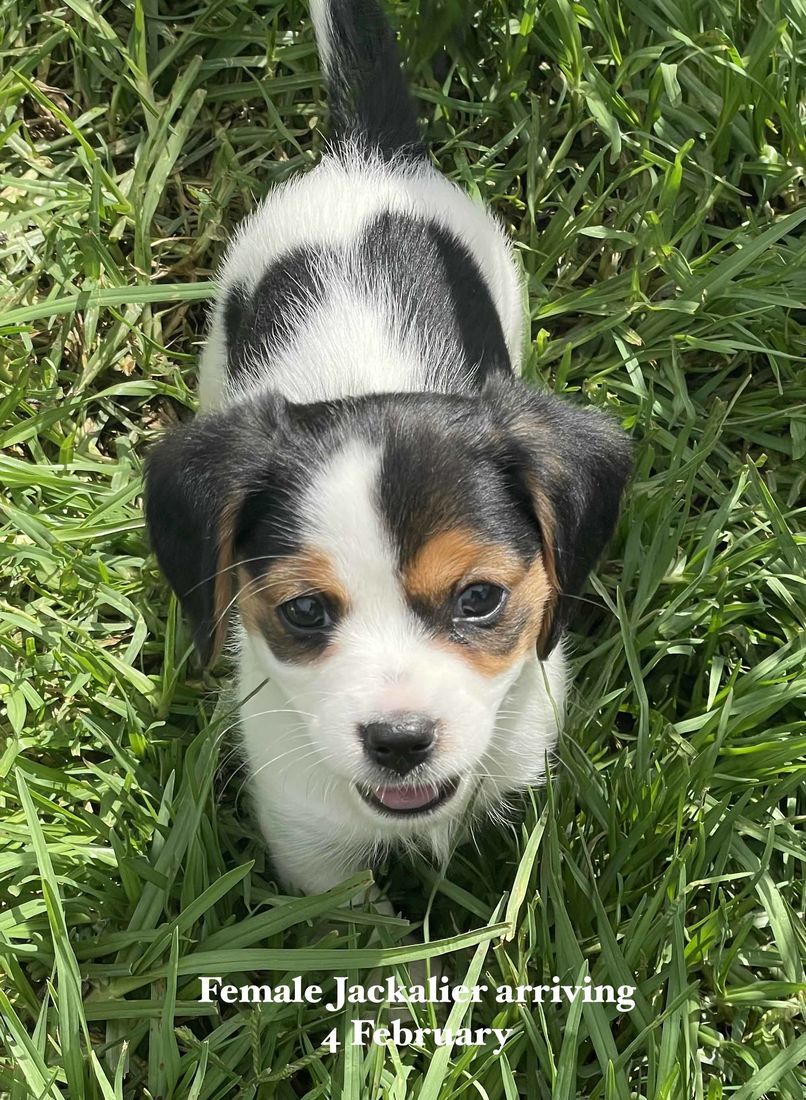 mount lawley pets and puppies