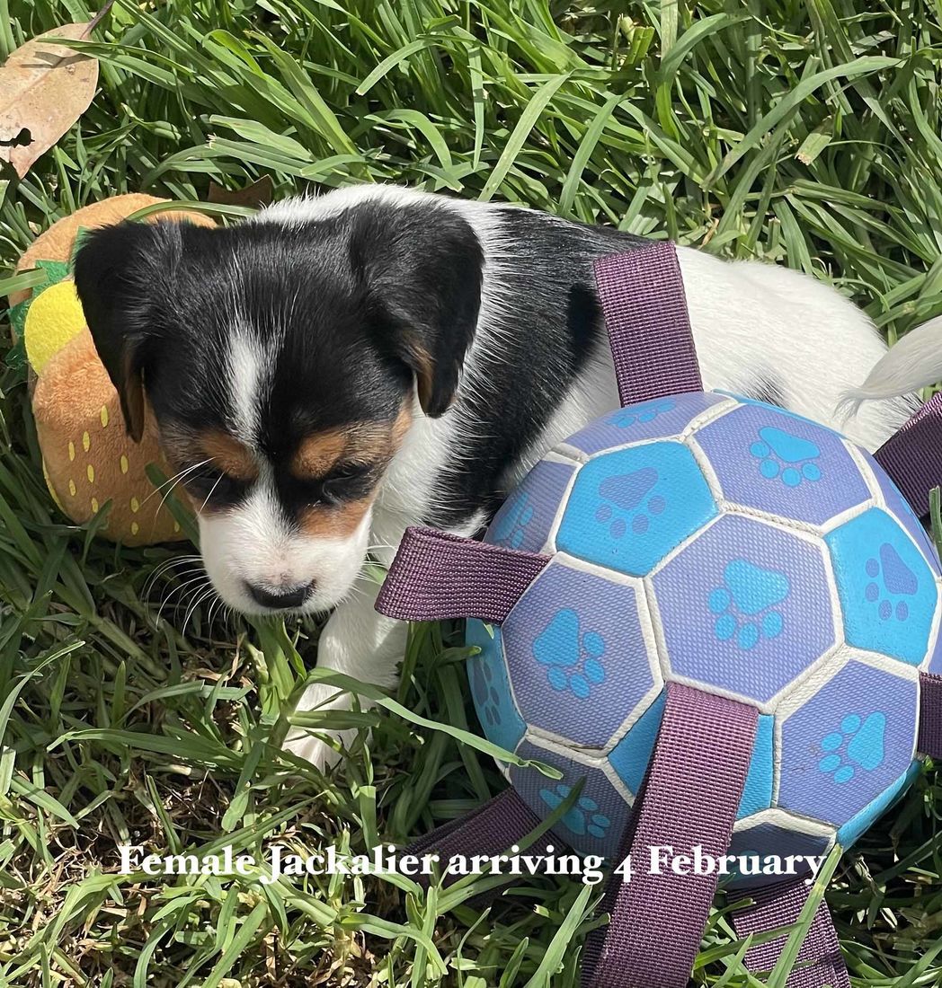 mount lawley pets and puppies