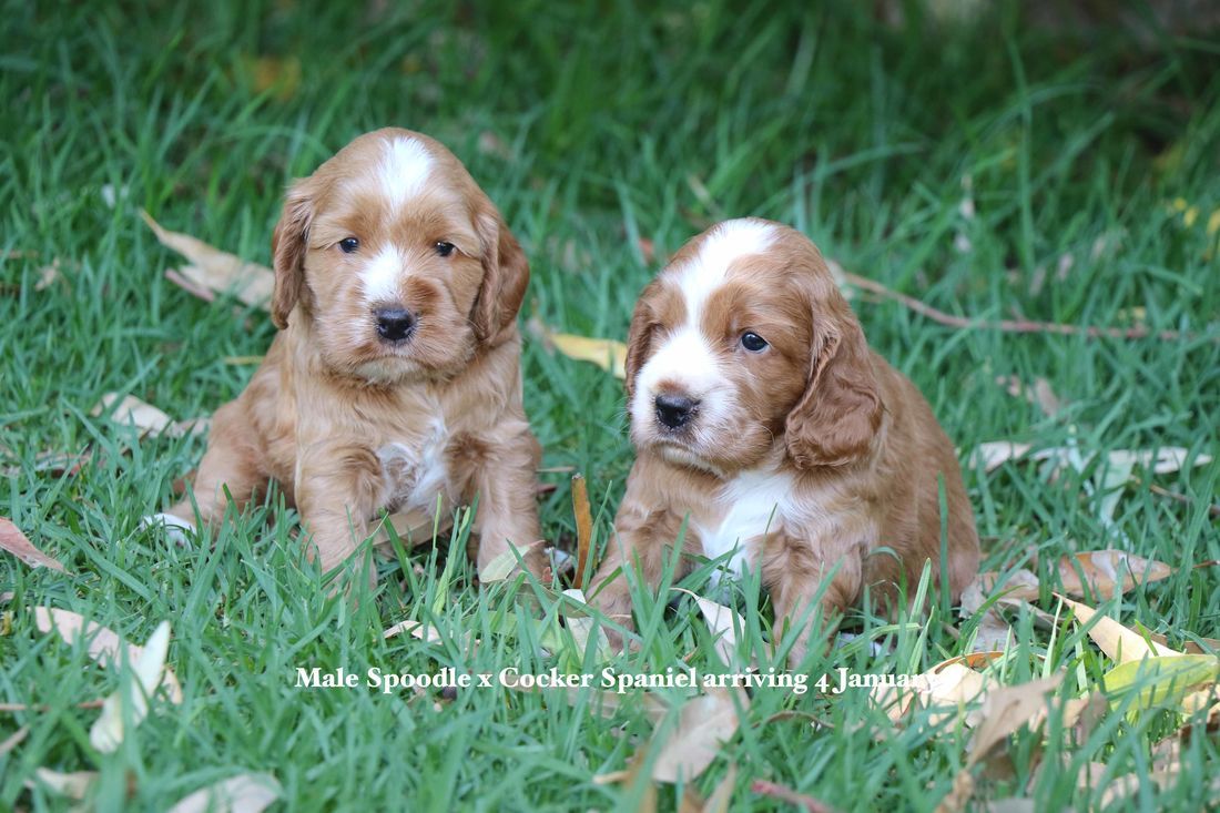 mount lawley pets and puppies