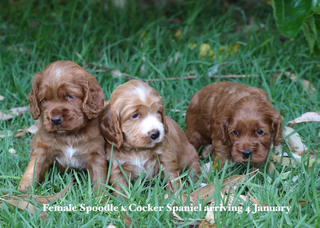 mount lawley pets and puppies