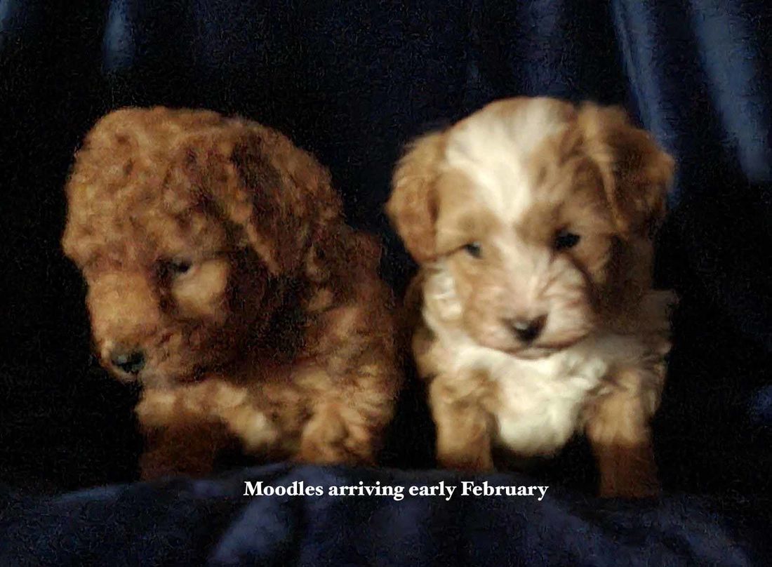 mount lawley pets and puppies