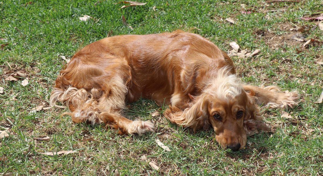 mount lawley pets and puppies