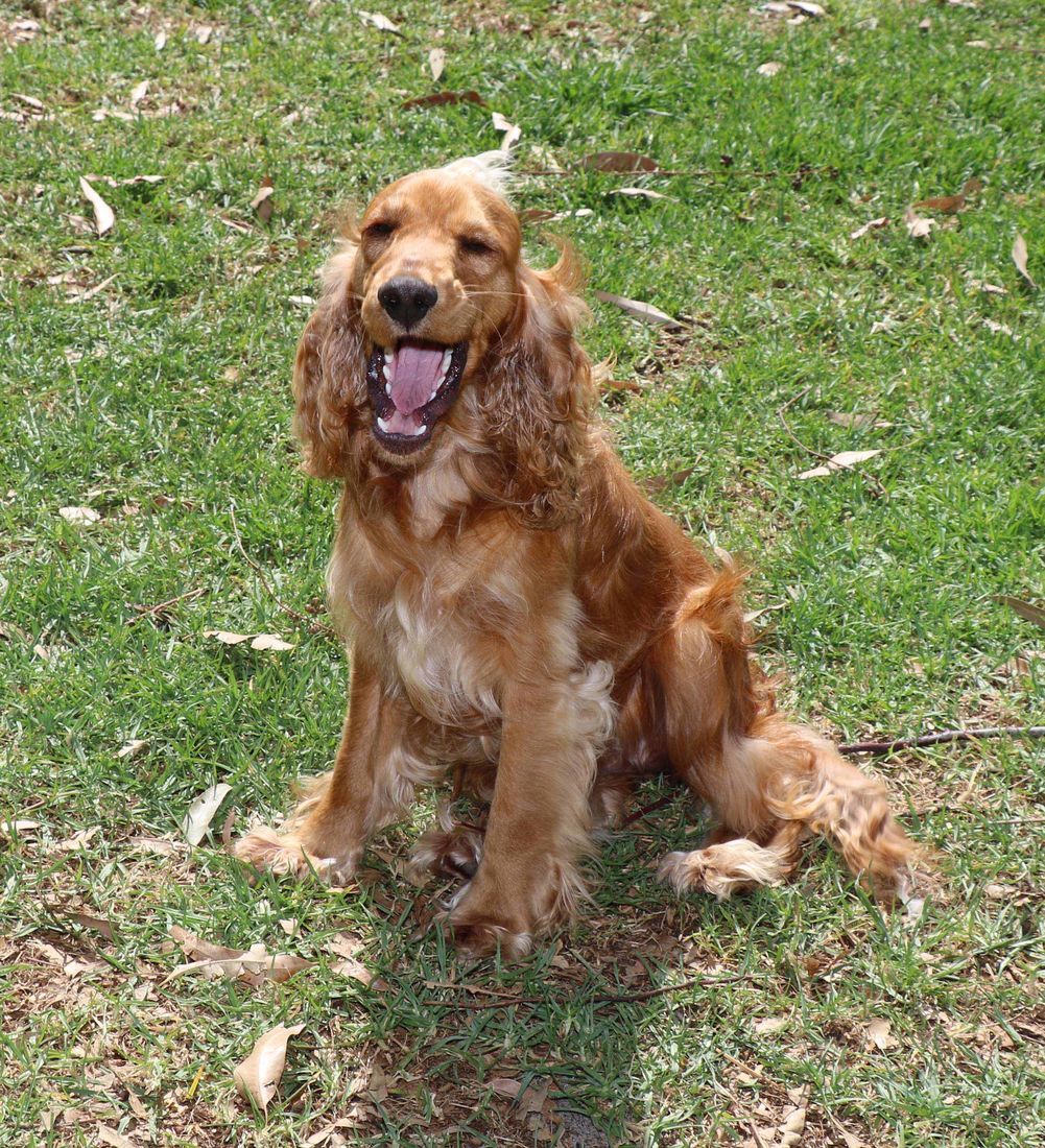 mount lawley pets and puppies