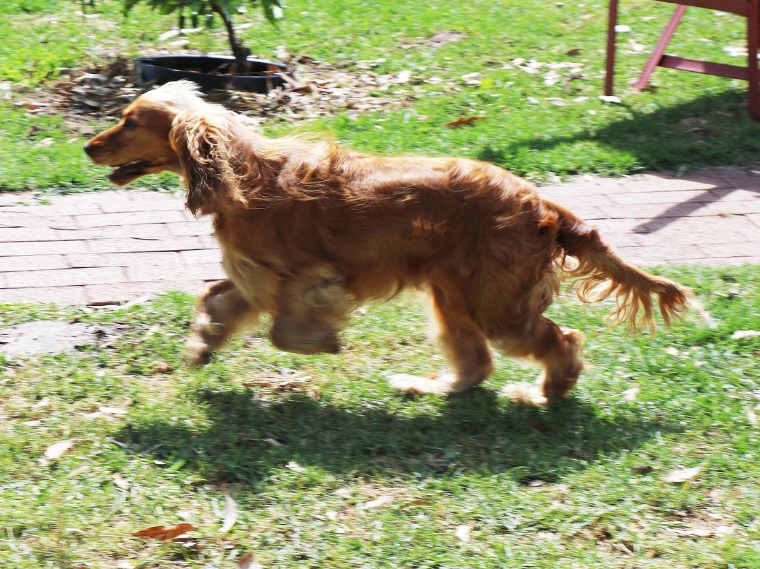 mount lawley pets and puppies