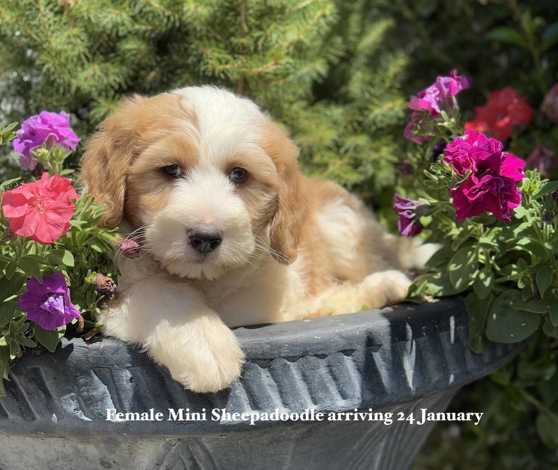 mount lawley pets and puppies