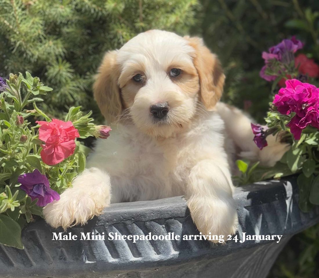 mount lawley pets and puppies