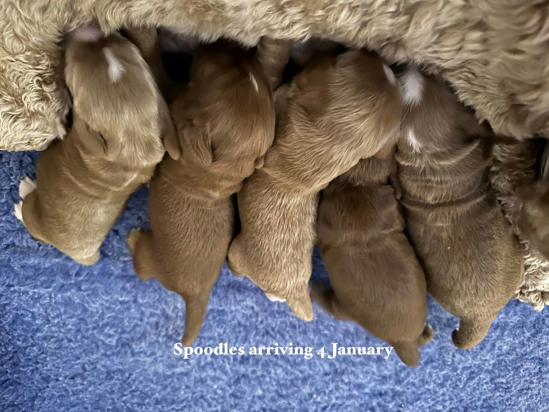 mount lawley pets and puppies