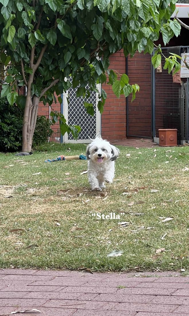 mount lawley pets and puppies