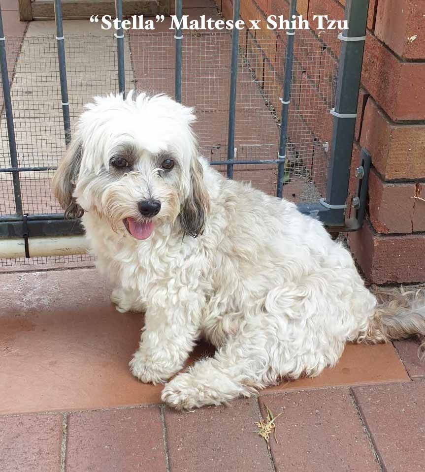 mount lawley pets and puppies