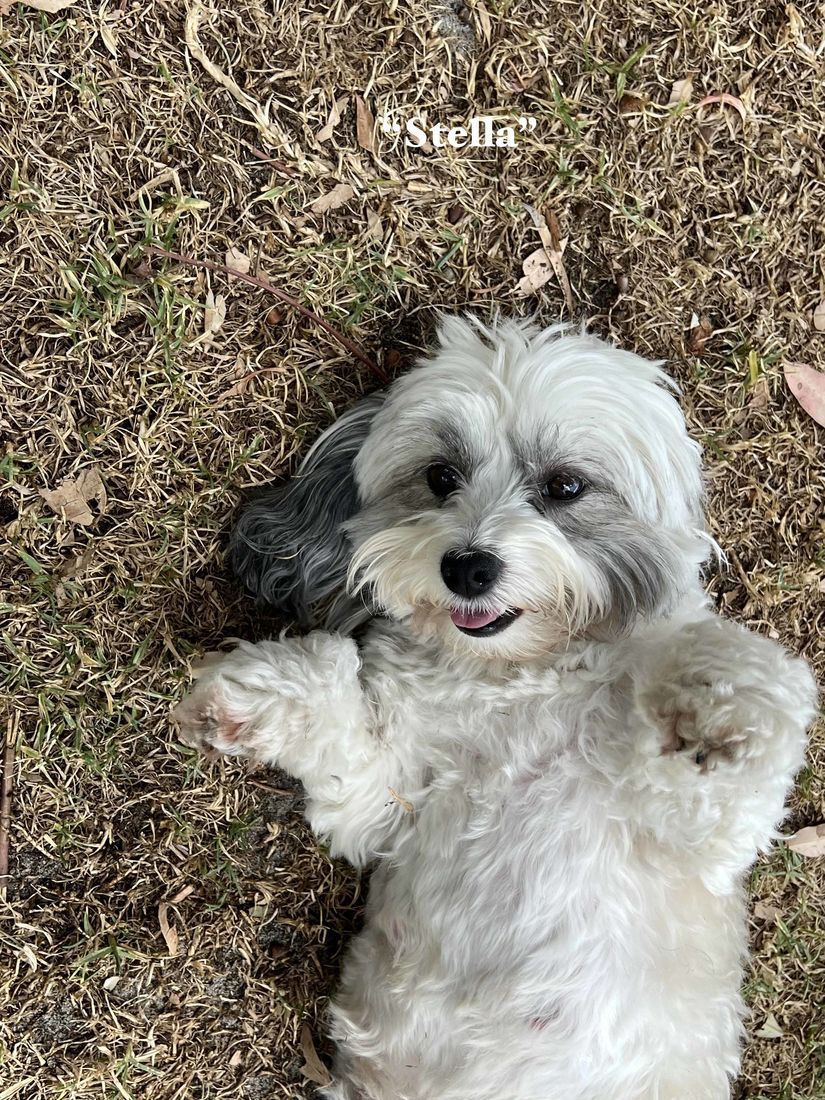 mount lawley pets and puppies