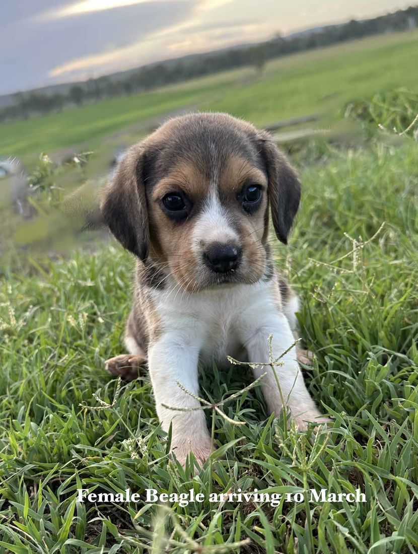 mount lawley pets and puppies