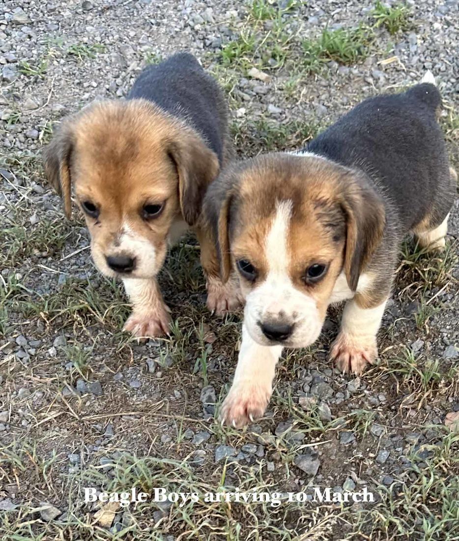 mount lawley pets and puppies