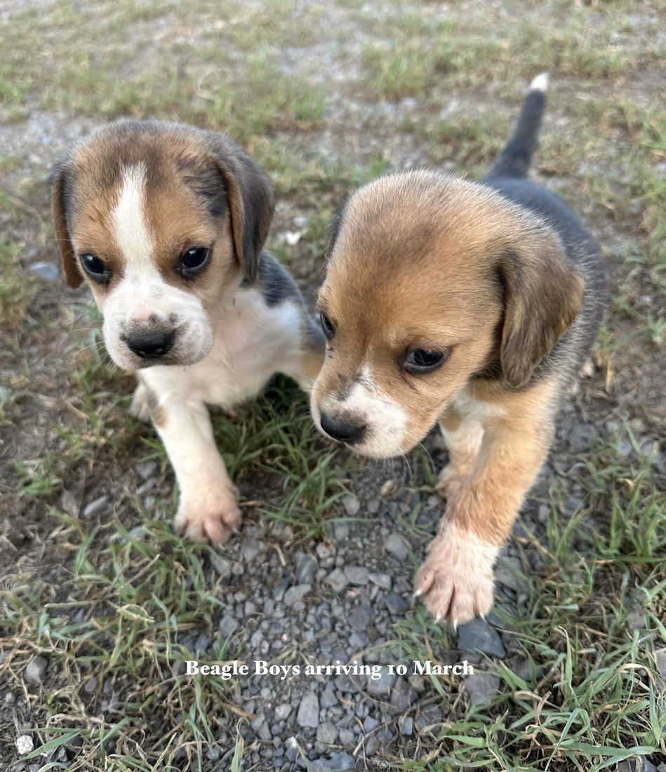 mount lawley pets and puppies