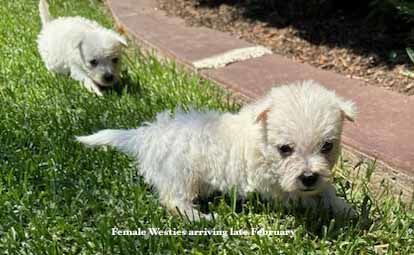 mount lawley pets and puppies